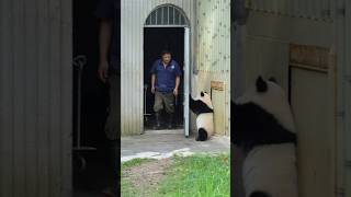 The panda cub tries to lock the keeper in indoor enclosure—its naughtiness is totally off the charts