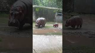 Chhatbir Zoo Chandigarh | Hippopotamus | wildlife century #chandigarh