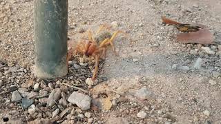 Solifuge or Sunspider hunting and feeding on harvester Termites