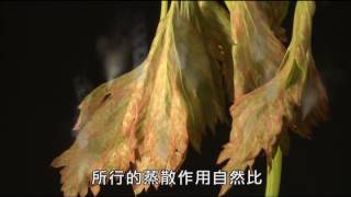 活動4 1植物體內水分的運輸 問題與討論