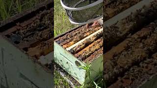 Life As A BeeKeeper #dailybuzz #northernbeeman