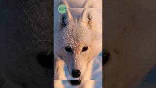 Arctic Wolf 🐺 - The KING in the NORTH! #shorts #arcticwolf #wildlife #wolf