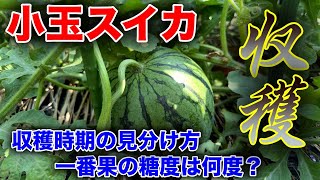 【スイカ】1番花は本当に美味しくない？？〜サラリーマンでも出来る家庭菜園シリーズ〜