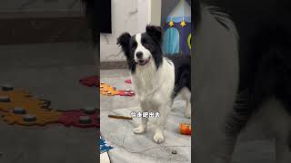 不瞒你们说，停子每次骂人都是双语的…边骂边翻译给我听？？？#萌宠 #狗狗 #搞笑 #边牧