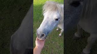 Apple tree. #viral #horse #ponny #fun #cute #funny #unicorn #sub #subscribe #sub4sub #sub2sub #kid