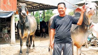 6 cows, famous pedigree, owner selling