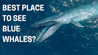 Blue Whale Encounters: Where's the Best Place to See Them?
