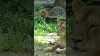 Too Slow! Lion Cub Misses Chance to Snuggle Mama—That Reaction Though 😂🦁