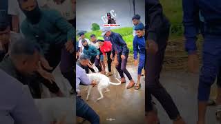 dog res Kolhapur🔥👑| Dog Race | Kolhapur Dog Racing/Dog Race Maharashtra/Dog Race kolhapur #shorts