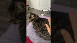 Random post lol || #cat #funny #sillykitty #ilovemycat #ifyoudontlikemycatyoushouldDIE