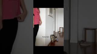 crazy cat #shorts #funnyanimalvideos #cat #crazycats #catlover #funnyanimals #funnycats #cats