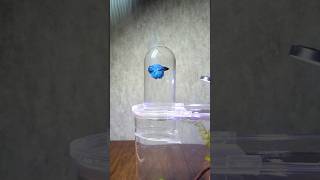 Unboxing 📦 inverted aquarium for betta 🐠 #shortfeed #ytshorts #trendingshorts #aquarium #pets