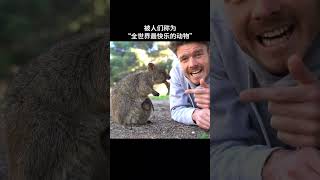 短尾矮袋鼠为什么被称为世界上最快乐的动物？ #世界探索
