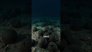 Dark Oxygen: Life Without Sunlight #shorts