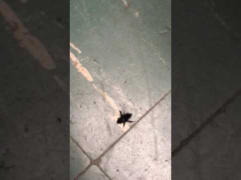 Discovery of the missing Bees (They go into your basement)
