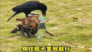 【笑亿天】要是不把瓶子粘上乌鸦早就喝到水了