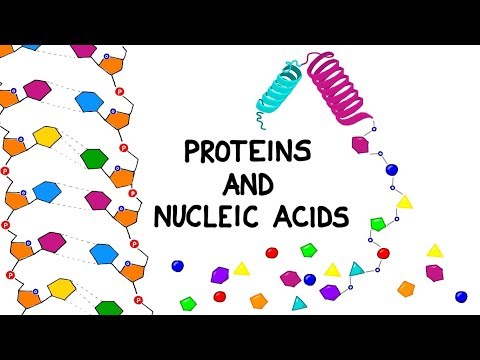 Proteins and Nucleic Acids