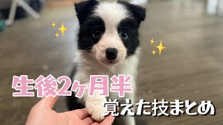 生後2ヶ月半のボーダーコリーが出来るようになった技まとめたよ