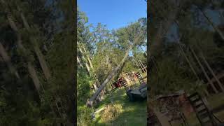 Dropped this bull pine in between 2 structures #treeservice #tree #bigtree #treeexperts
