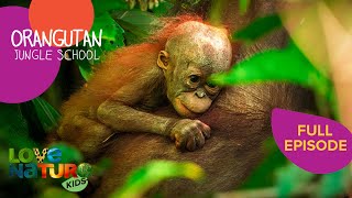 Beni's Enemy | Orangutan Jungle School 303+304