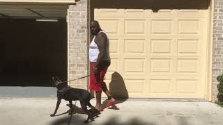 RICK ROSS & His Doberman Pincher working with #PK9 because #PK9istheBrand #MMG #Theory