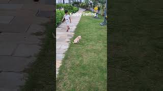 kappi puppy ki masti #mycutedog #petdog #labrador #cute #cutepuppy #