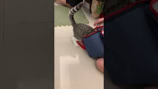鬥貓！就是對袋子沒有抵抗力⋯