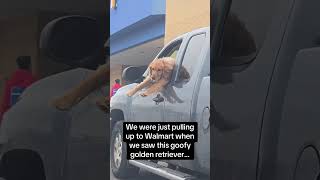 They said get a golden retriever.#dog#funny#funnyanimals#funnypets#animals#pet#longervideos