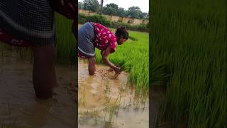 Dak ge jhomor jhon #viralshortsvideo #sarisantali #song video