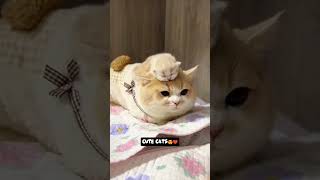Cat shorts #shorts #catshorts #catvideos