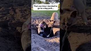 Vomiting dog🤢🤮🤮 #funnydog #dog #funny #pets #foryou