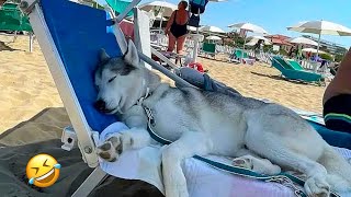 FUNNIEST Huskies | Normal dogs vs Huskies🤣 | 10 Minutes Best Videos