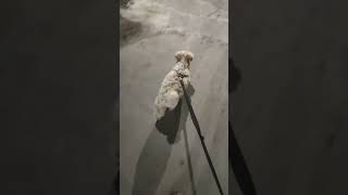#besharmrang #pathaan #likemyshorts #subscribemychannel #dailyfunny #naughtypets