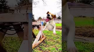Squirrel Rocket - "Laughing Dog"