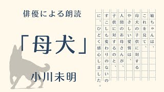【俳優による朗読】「母犬」小川未明 温かいお話 優しいお話 母の愛【オーディオブック】