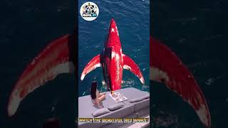 Watch the Beautiful Red Whale Breaching – A Rare and Majestic Sight! #amazing #movie