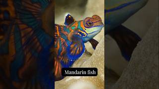 Top 10 colorful underwater creatures #underwatercreatures #colorfulfish #marinelife #oceananimals