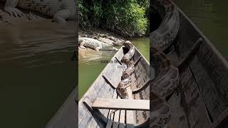 Python vs Crocodile #art #part1 #trending - AI Nature Exploration Art #omg #naturescenery #short
