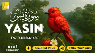 Relaxing Surah Yasin for Sleep, Depression, & Anxiety ✦ Yaseen سورة يس ✦ Peaceful Quran ✦ Hejazi