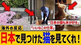 【海外の反応】日本の猫が海外で大人気！世界共通で癒される