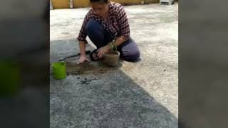 gardening in home.. MAR points.. LOCKDOWN   14 th april