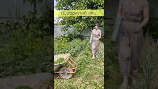 Мульчування картоплі - що це дає? 3 дуже важливі причини застосовувати підхід для гарного врожаю!