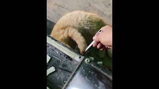 A good helper #cat #cats #pets #funny #funnyvideo #funnycat #catlover #foryou