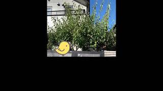 ヒヨコ&蝶々