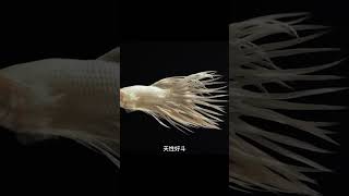 5种不用打氧气饲养的小型观赏鱼！#新手养鱼 #养鱼日记 #水族 #孔雀鱼 #养鱼养心