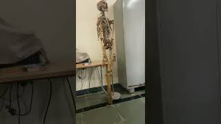 #dmlt #labtechnician #medico #medicallaboratorytechnician #shortvideo #medical #skeleton