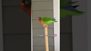 My Lovebird is so SMART 🤓 | Tricks My Lovebird Knows
