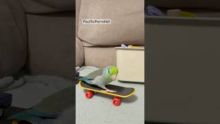 #pacificparrotlet #forpus #birds #papagei #funnyparrot #papagal #animals #pets ##funny #funnyvideo