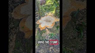 trees gone, how much to grind the stump #treesurgery #arborist #arblife #treeexperts #garden