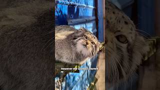 A Cat-Like Snow Creature Gave Birth at My House #shorts #animals #cute #wholesome #friendship